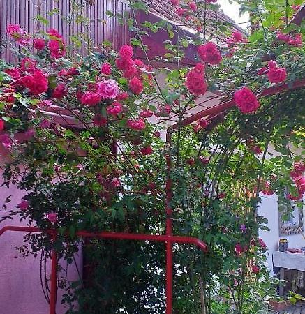 Casa Boierului Imbri Villa Cîrţişoara Esterno foto