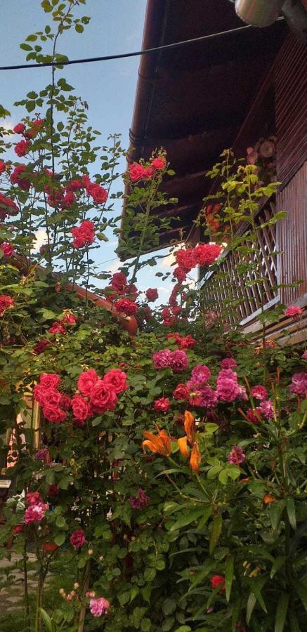 Casa Boierului Imbri Villa Cîrţişoara Esterno foto