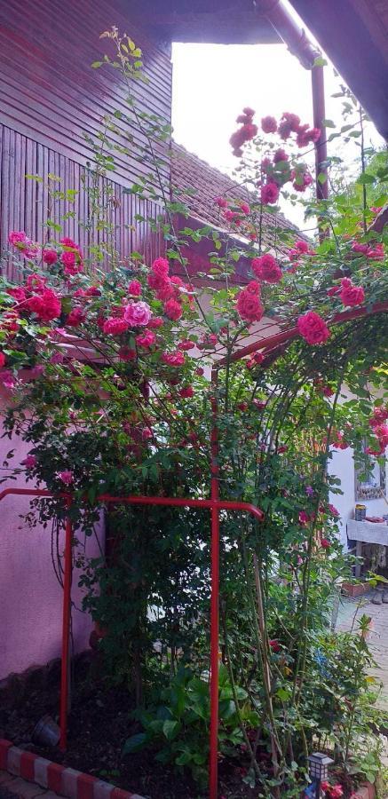 Casa Boierului Imbri Villa Cîrţişoara Esterno foto